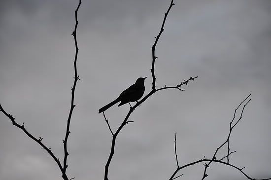 ¿Por qué los pájaros cantan al amanecer? ¿Por qué los pájaros cantan al amanecer?