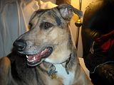 Chelsie,Catahoula Leopard dog