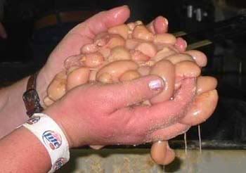 turkey-testicles.jpg