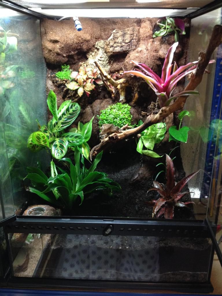 New Planted Tanks And Diy Expanding Foam Backgrounds Reptile Forums