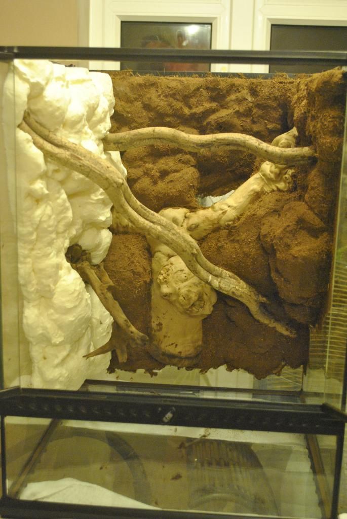 New Planted tanks and DIY Expanding Foam Backgrounds Reptile Forums