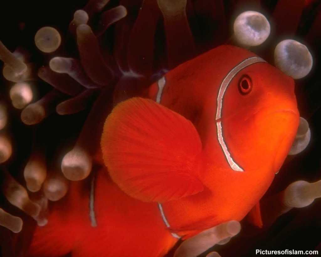 Picture Red Fish Wallpaper