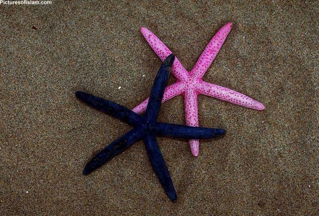 Picture Star Pink Black Fish Wallpaper