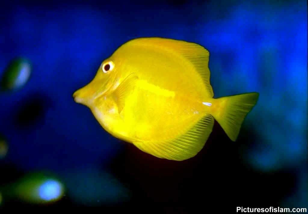 Picture Yellow Fish Wallpaper