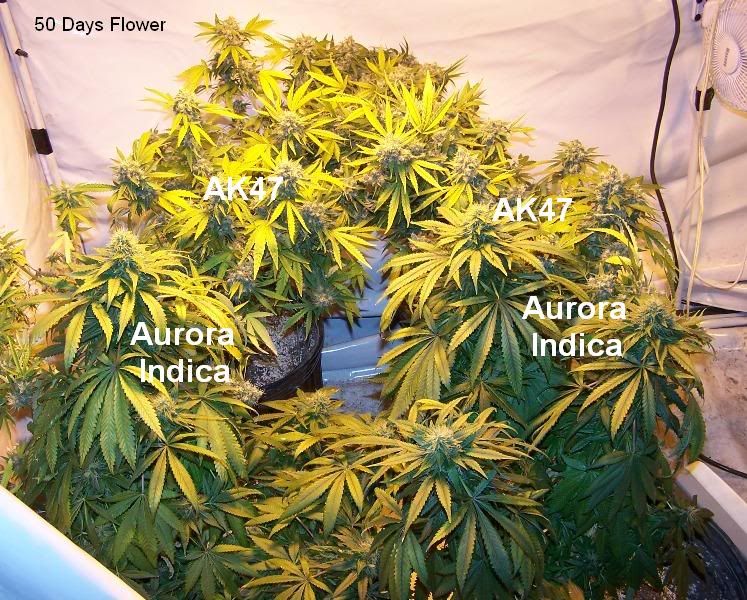 ak 47 weed. Canopy shot - 2-AK47s in the