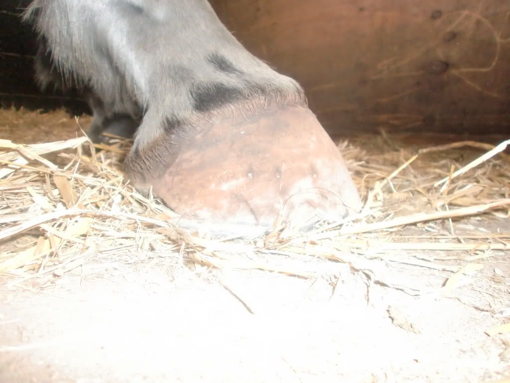 New Shoes Natural Balance Pics Your opinions please! Horse and