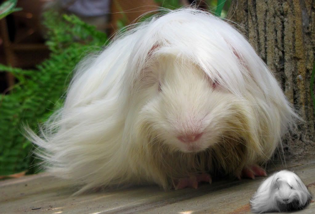 Hinh1.jpg